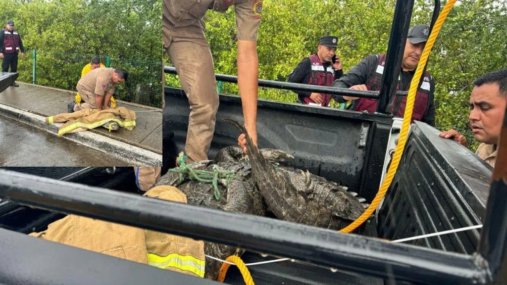 Cocodrilo /captura en Tamaulipas