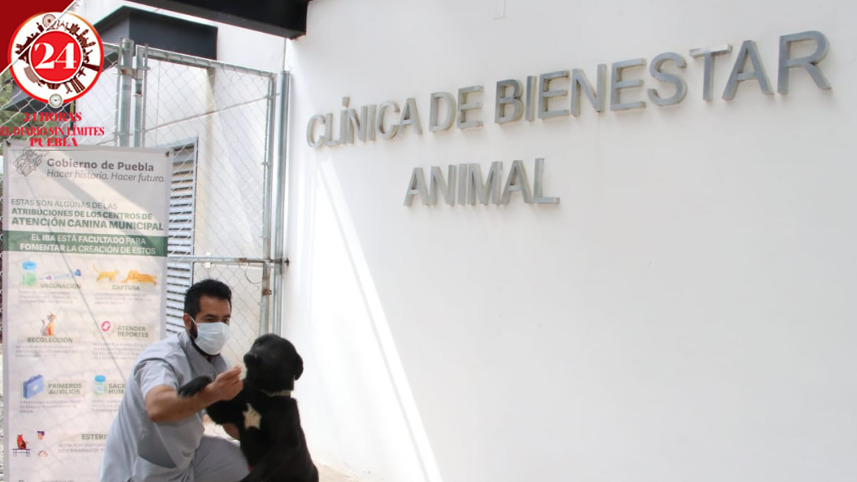 Solo 25% de las quejas por maltrato animal son reales: Irma Gómez