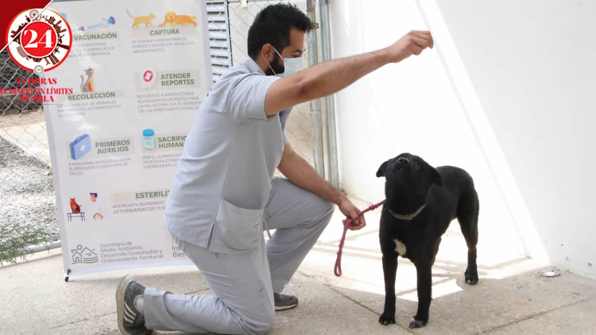 Brinda atención a 14 perros y un gato la Clínica de Bienestar Animal