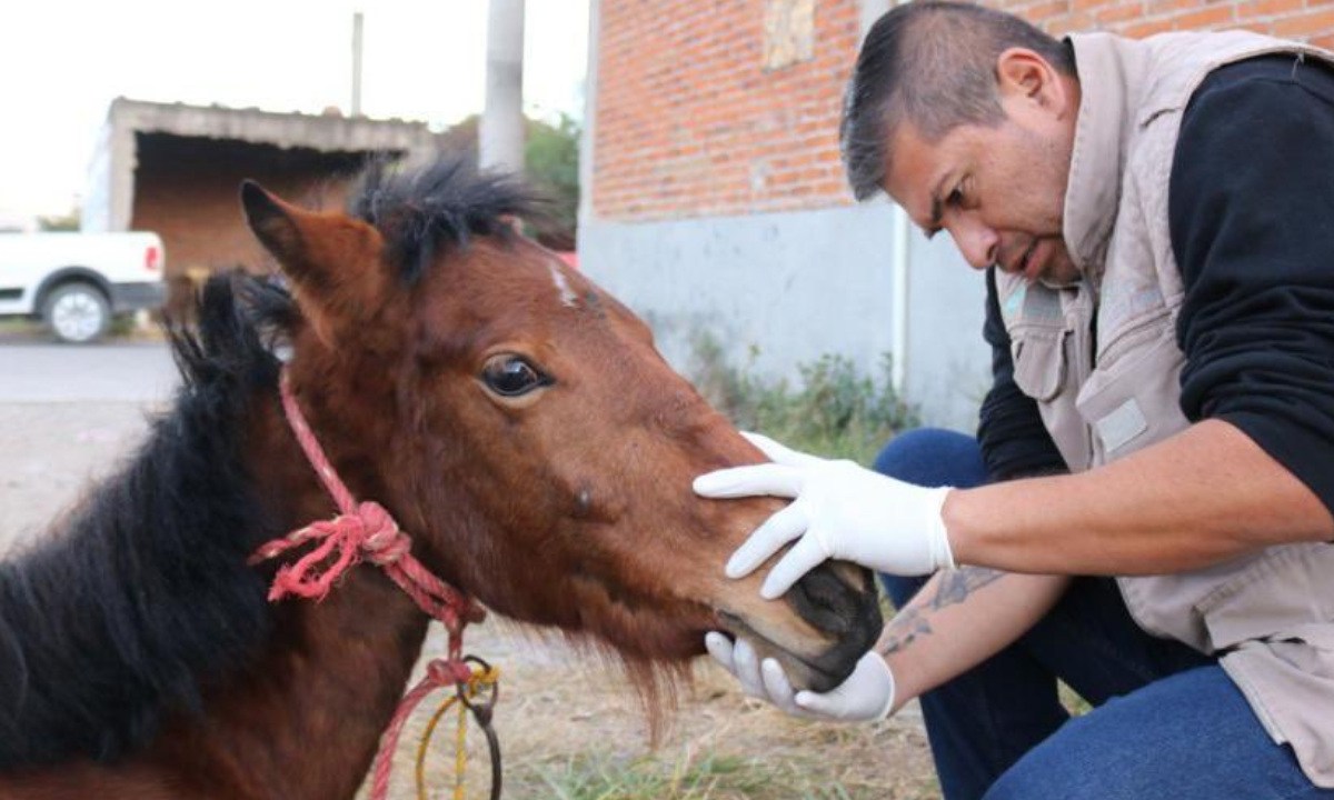 Denuncian penalmente al sujeto que maltrató a la yegua Mila