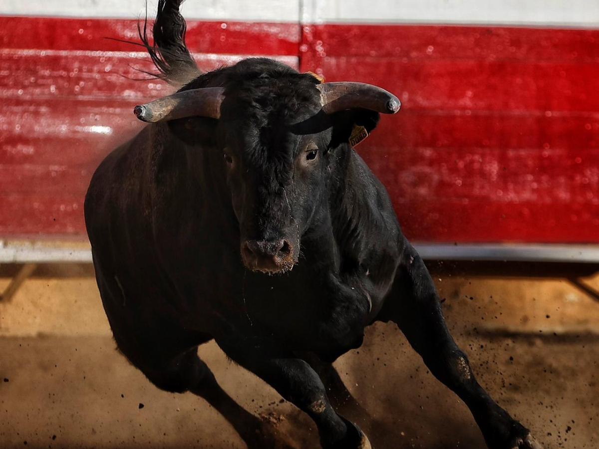 Corrida de toros