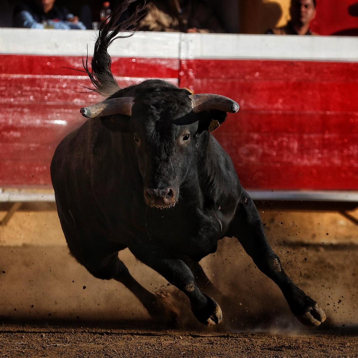 Corrida de toros