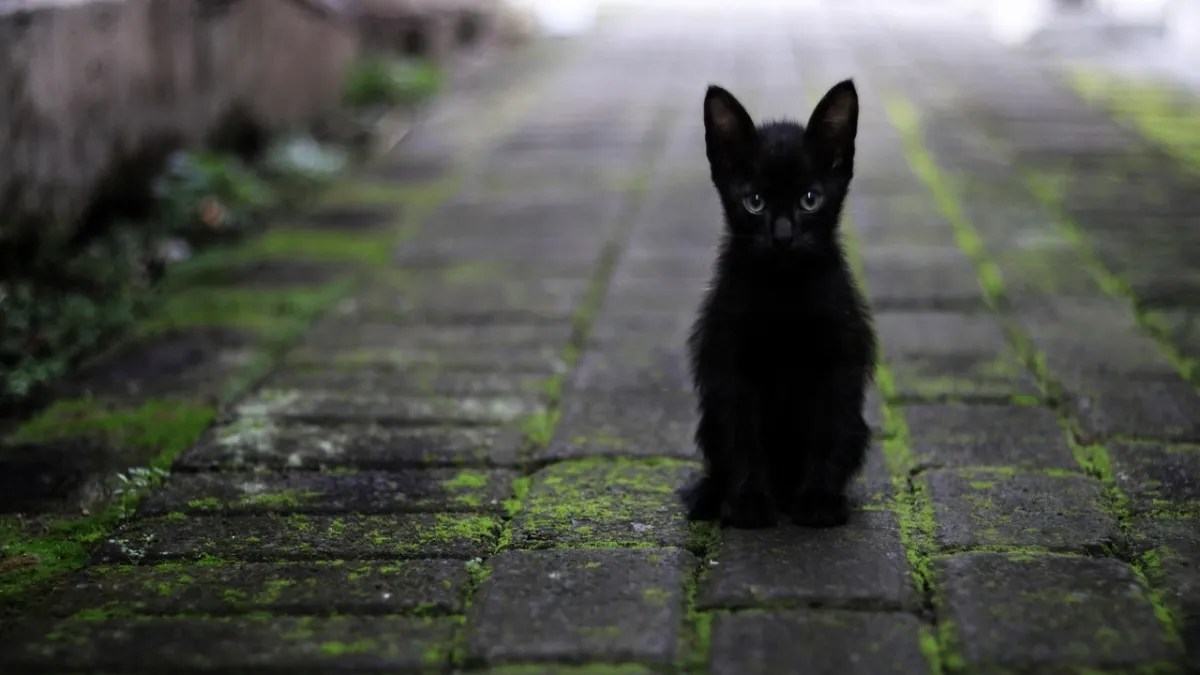 Foto: PIXABAY | La ciudad de Fukuyama en Japón se encuentra en alerta máxima por un gato que cayó en una tina de cromo hexavalente y escapó