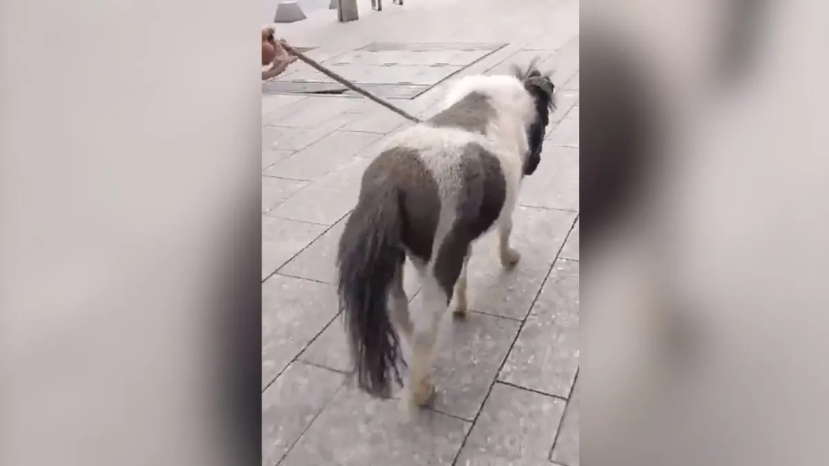 Foto: Captura de pantalla | Una mujer fue avistada paseando a su pony en Polanco.