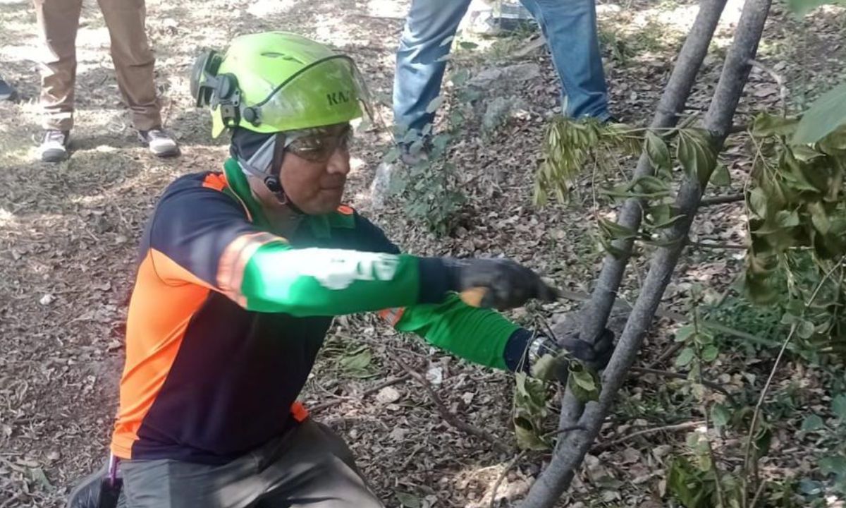 Curso para dictaminación de árboles