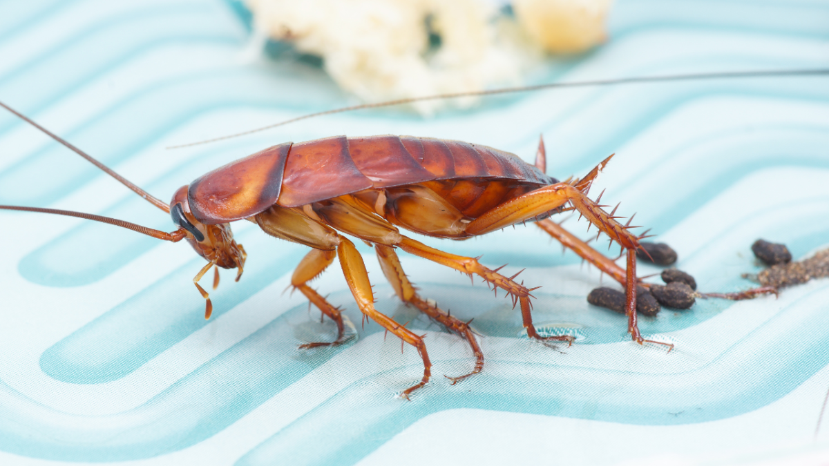 Foto: Especial. Debido a los contextos que suelen rondar, estas plagas pueden contaminar los alimentos, causar alergias y transmitir enfermedades a los seres humanos.