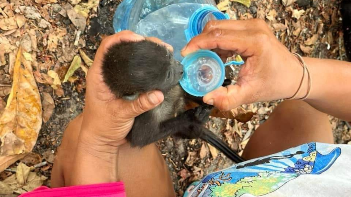 Foto: @Tabalminutomx. El aumento de avistamientos de estos monos llevó a que pobladores de las regiones comenzaran a rescatar a algunos llevándolos a sus hogares o a clínicas veterinarias.