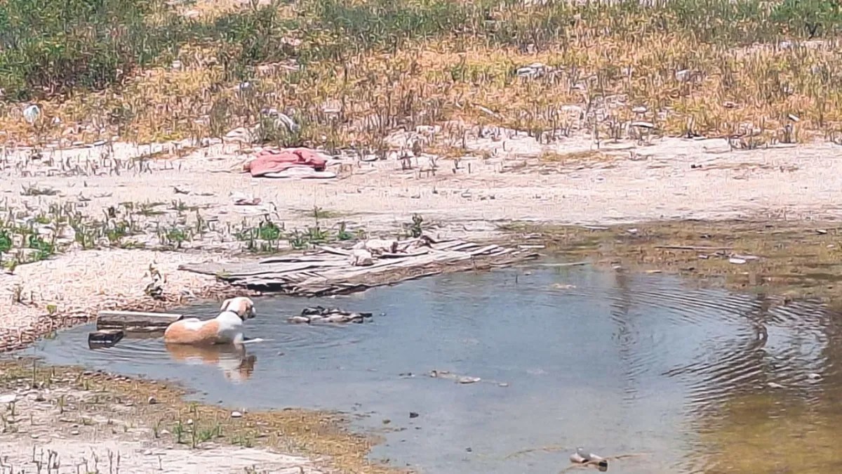 Foto: 24 horas Quintana Roo | Auxilio. Debido a la ola de calor, jaguares, venados y monos, entre otras especies, se acercan a la mancha urbana en busca de agua o zonas para refrescarse.