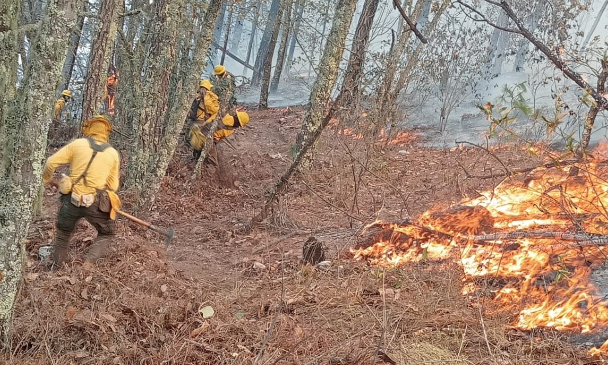 Las labores de combate al incendio fueron encabezadas por la brigada estatal Coyote 1 y por voluntarios. | Foto: Especial