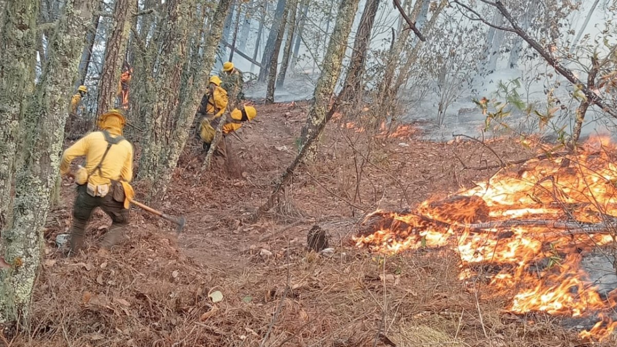 Las labores de combate al incendio fueron encabezadas por la brigada estatal Coyote 1 y por voluntarios. | Foto: Especial