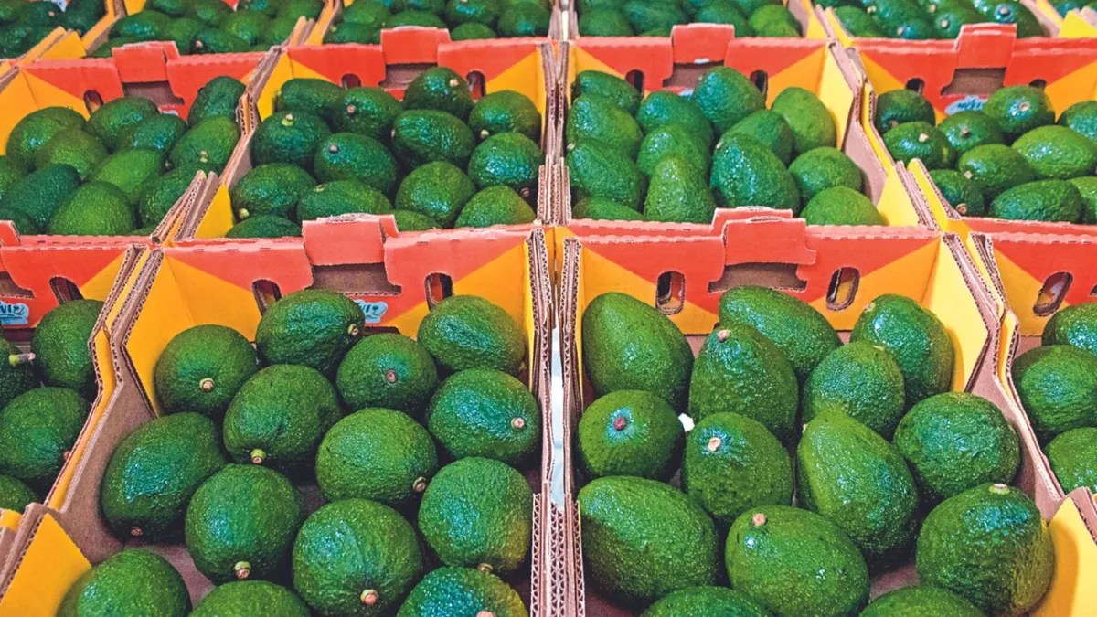 Foto: Especial | Los inspectores agrícolas estadounidenses volvieron ayer a las empacadoras y los campos de aguacate en Michoacán