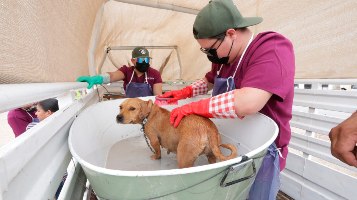 Foto: Especial | Autoridades de Ciudad Juárez realizaron una jornada de limpieza en perros para erradicar las pulgas con rickettsia.