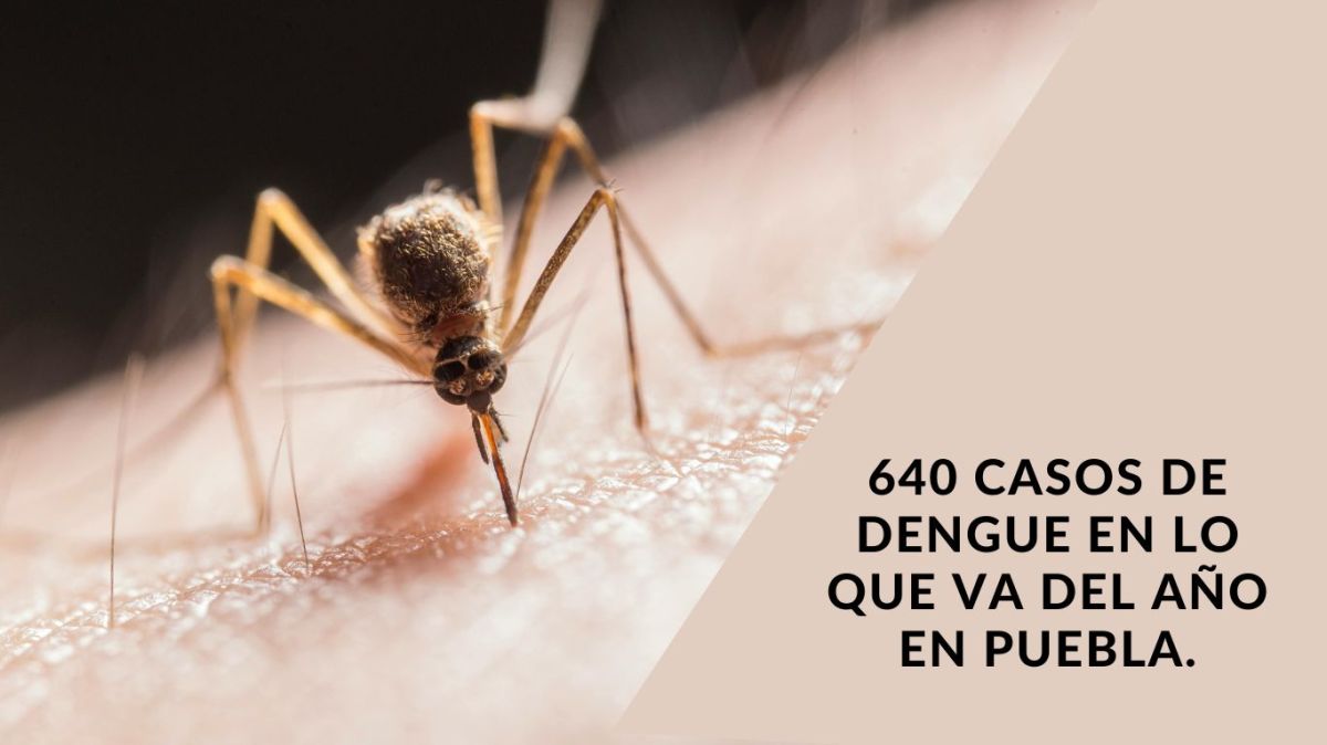 En un comunicado emitido por la Secretaría de Salud del estado de Puebla, se informó que en las últimas 24 horas se registraron 14 nuevas hospitalizaciones debido al dengue, sin reportarse defunciones recientes.