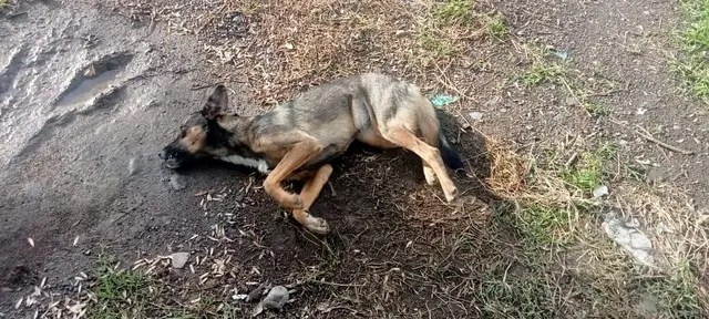 Este fin de semana, pobladores de la comunidad de San Juan Tejaluca, se percataron que al menos diez mascotas, entre ellas siete perros y tres gatos, fueron víctimas de envenenamiento. La comunidad, señala a uno de sus propios habitantes como el presunto responsable de este cruel acto.